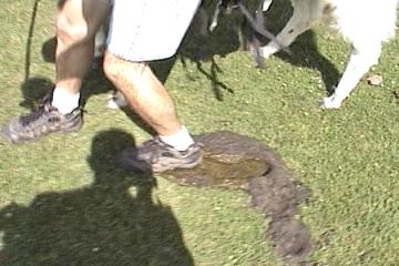 stepping in a cow pie!
